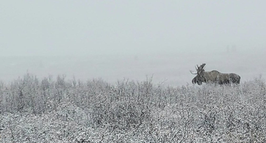 Bull moose profile in light snow