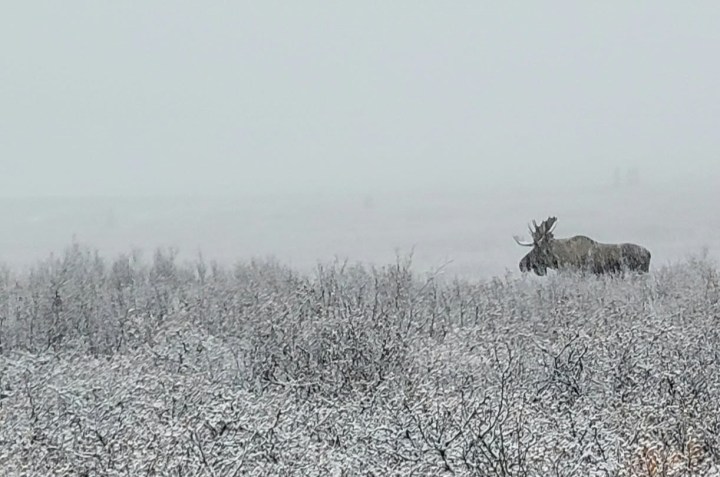 Bull moose profile in light snow
